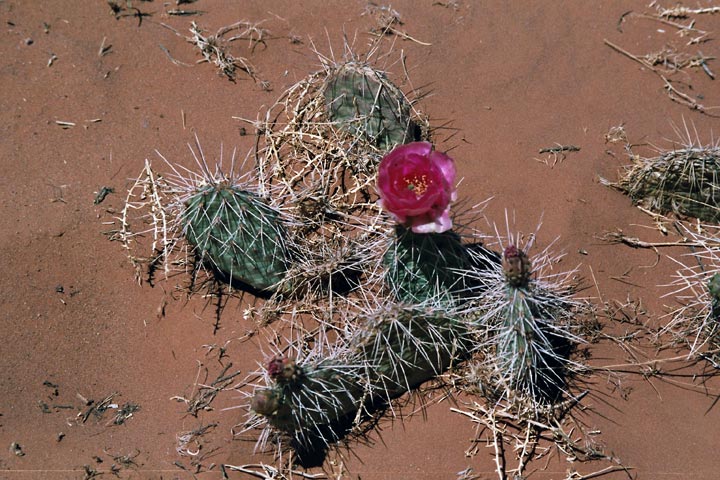 Kaktusbl&uuml;te (8. Mai)