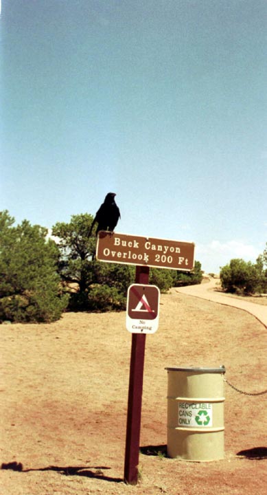 Rabe beim Buck Canyon Overlook im Canyonlands National Park (11. Mai)