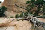 Devils Garden im Arches National Park (10. Mai)