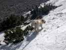 Hund in der Breiten Ries