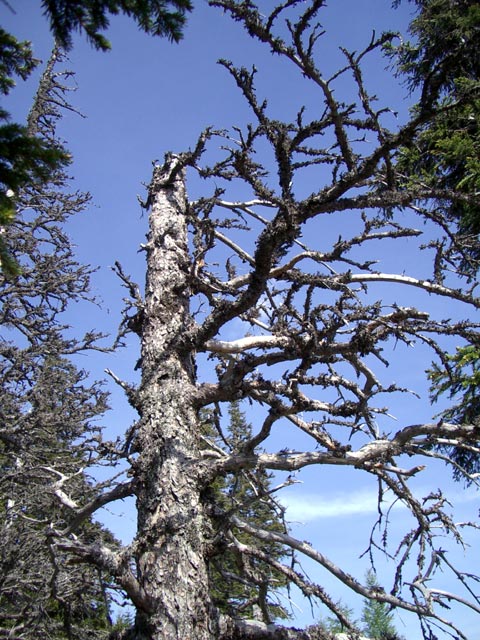 Baum am Schiblsteig