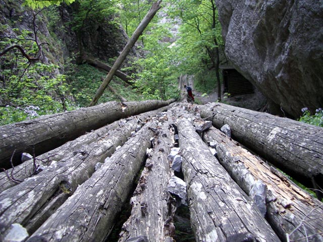 Holzries in der Eng