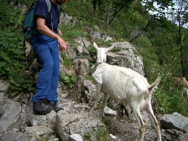 Ziegen am Zustieg zum Cellon-Stollen (10. Juli)