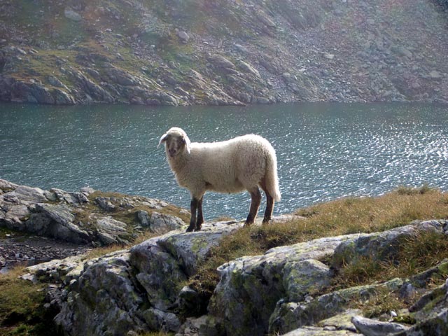 Schaf am Oberen Klaffersee (10. Aug.)