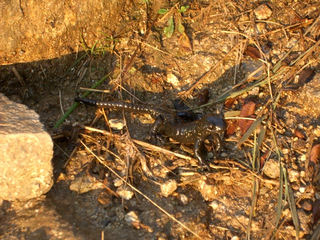 Salamander (11. Aug.)