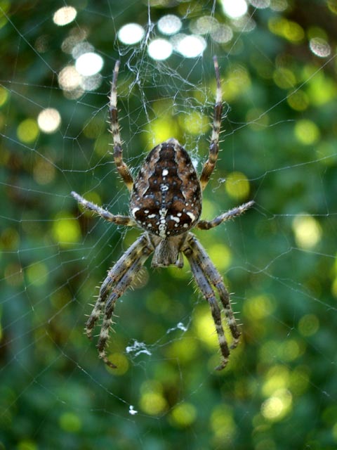 Spinne an der Bushaltestelle Erlangerkreuz