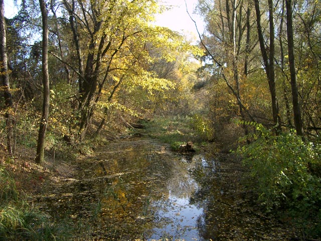 Mühlwasser vom der Lobaubrücke aus