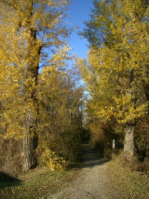 Untere Lobau