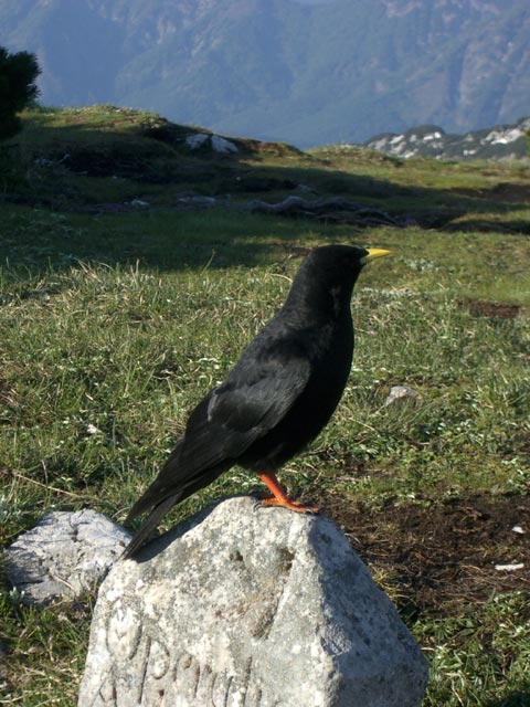 Vogel am Hochlecken Kogel (30. Mai)