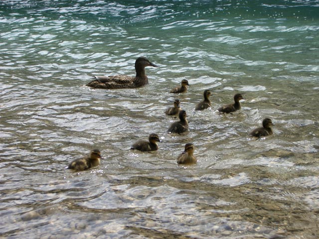 Entenfamilie im Vorderen Langbathsee, 664 m (31. Mai)