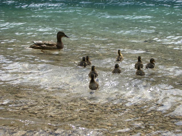 Entenfamilie im Vorderen Langbathsee, 664 m (31. Mai)