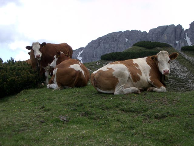 K&uuml;he neben Weg 285 (4. Juli)