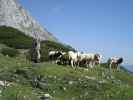 Hirte bei der Coburger Hütte