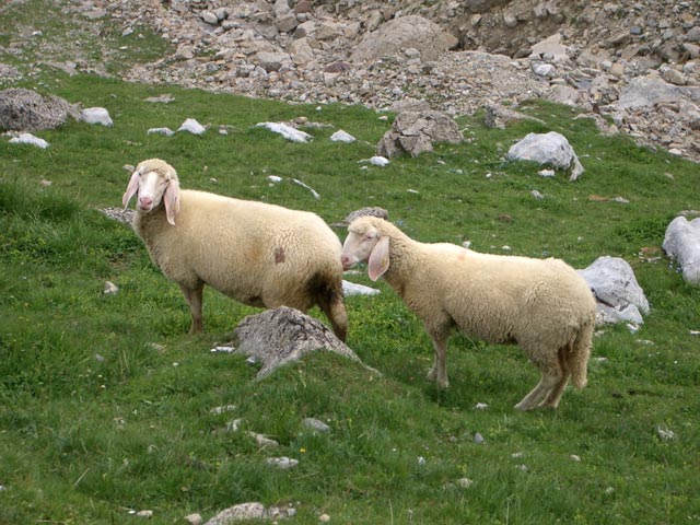 Schafe neben Weg 622 (31. Juli)