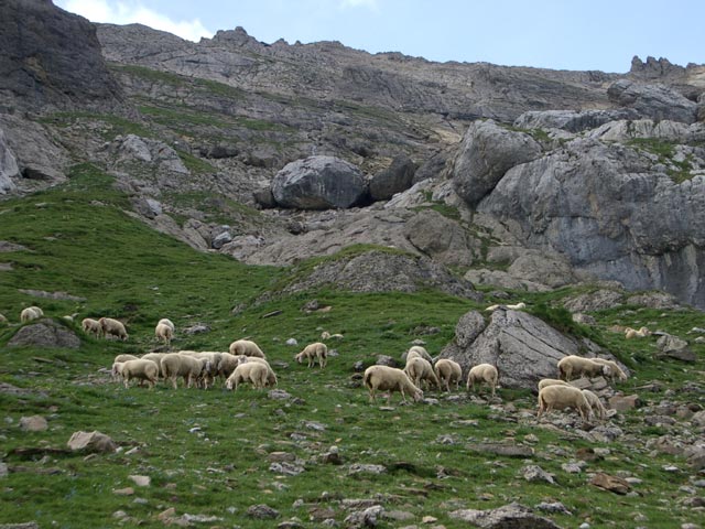 Schafe neben Weg 622 (31. Juli)