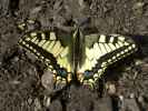 Schmetterling auf der Unterloch-Alm (30. Juli)