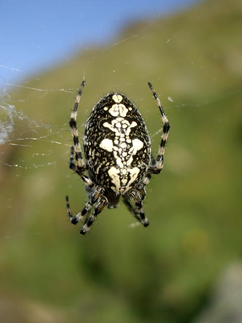 Spinne in der Unteren Rinnengrube (8. Aug.)