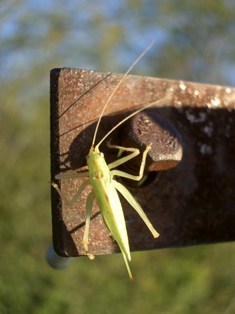 Heuschrecke am Sl&aacute;nsk&aacute; Hora (9. Sep.)