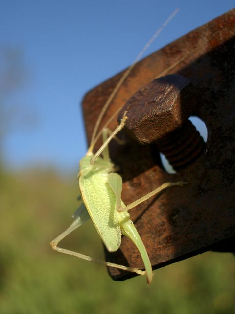 Heuschrecke am Sl&aacute;nsk&aacute; Hora (9. Sep.)