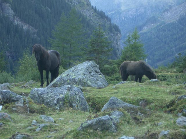 bei der Gollinghütte (18. Sep.)