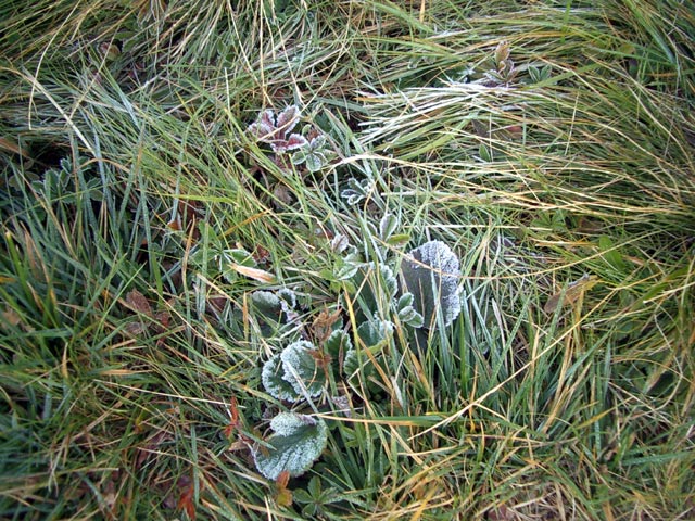 Trattenkar (19. Sep.)