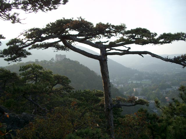 Ruine Burg M&ouml;dling und Vorderbr&uuml;hl