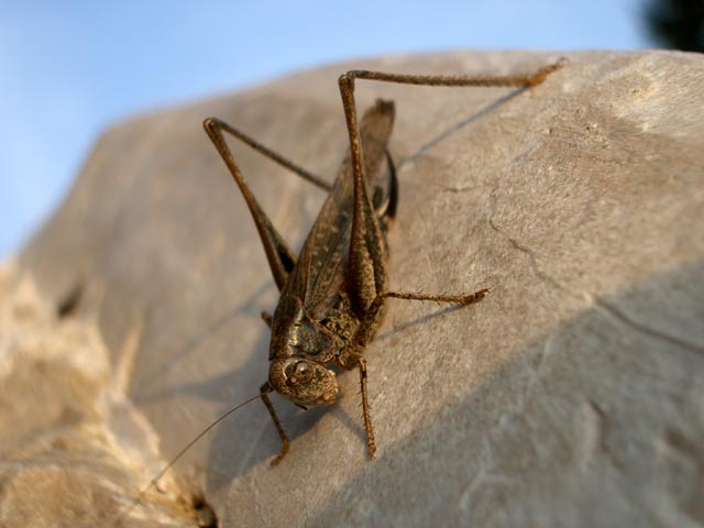 Heuschrecke in der Ruine Burg M&ouml;dling