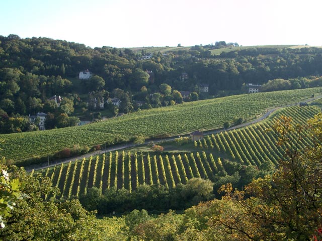 Weing&auml;rten oberhalb von Kahlerbergerdorf