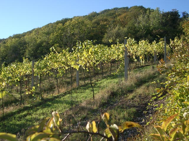 Weingärten oberhalb von Kahlerbergerdorf