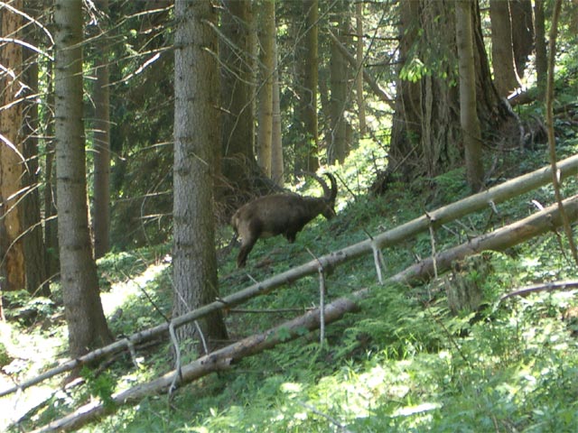 zwischen R&ouml;thelstein und Bucheben