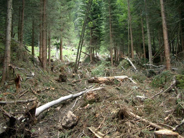 Stribinggraben (10. Aug.)