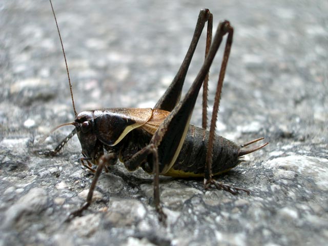 Hasenboden (10. Aug.)