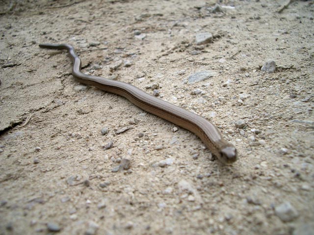 Blindschleiche auf Weg 791 zwischen Kaltherbergh&uuml;tte und St. Nikolai