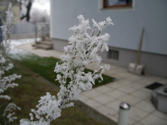 im Garten meiner Eltern