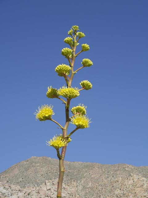 am Mortero Wash Jeep Trail (9. Mai)