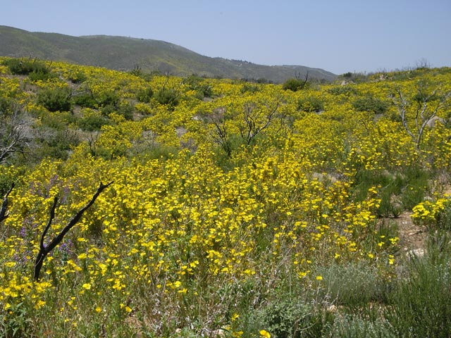 am Oriflamme Canyon Jeep Trail (9. Mai)