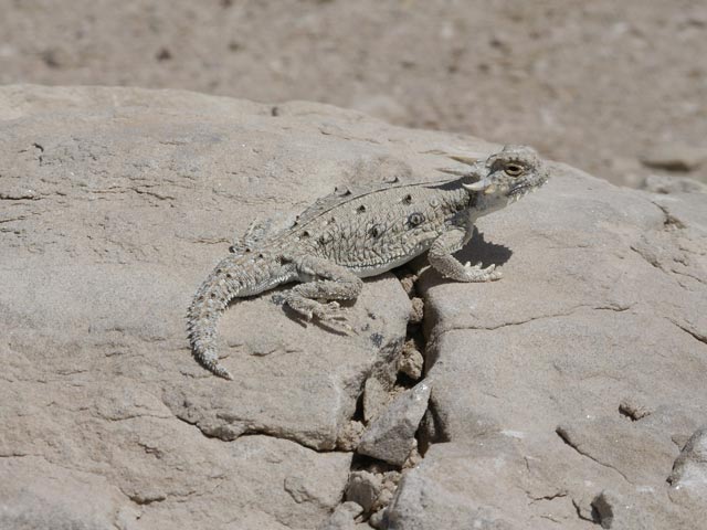 im Pumpkin Patch in der Ocotillo Wells State Vehicular Recreation Area (10. Mai)