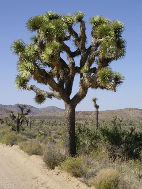 Geology Tour Road im Joshua Tree National Park (10. Mai)