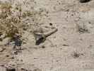 am Pumpkin Patch Jeep Trail in der Ocotillo Wells State Vehicular Recreation Area (10. Mai)