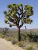 Geology Tour Road im Joshua Tree National Park (10. Mai)