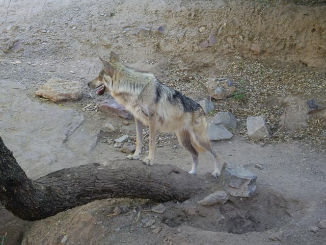 Arizona-Sonora Desert Museum (14. Mai)
