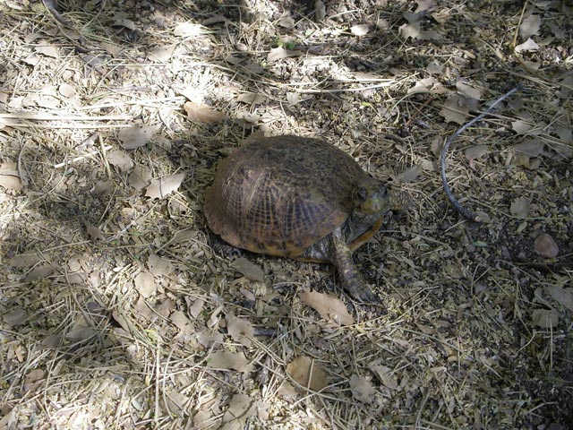 Arizona-Sonora Desert Museum (14. Mai)