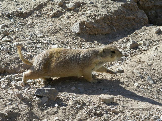 Arizona-Sonora Desert Museum (14. Mai)