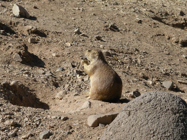 Arizona-Sonora Desert Museum (14. Mai)