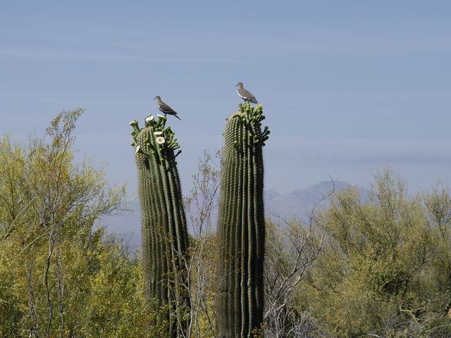 Arizona-Sonora Desert Museum (14. Mai)