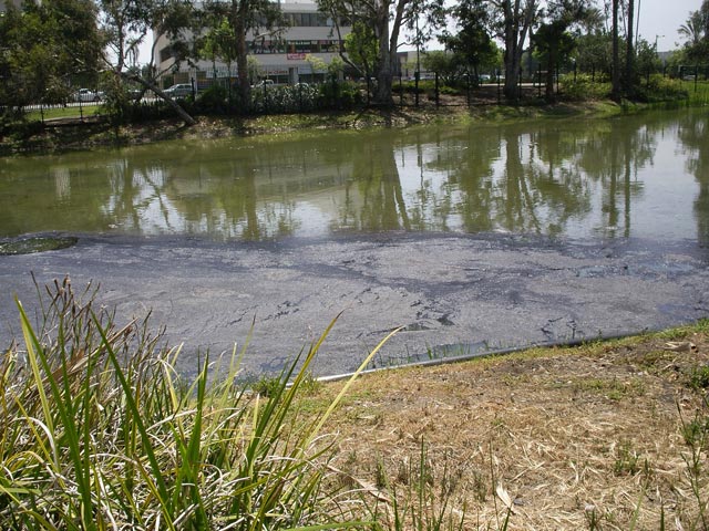 La Brea Pits in Los Angeles (19. Mai)