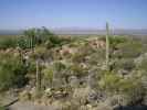 Arizona-Sonora Desert Museum (14. Mai)