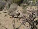 Arizona-Sonora Desert Museum (14. Mai)