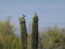 Arizona-Sonora Desert Museum (14. Mai)