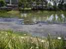 La Brea Pits in Los Angeles (19. Mai)